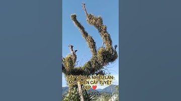 CÂY ĐỘC LẠ NHIỀU LAN MỌC TRÊN CÂY TUYỆT ĐẸP TRÊN TÂY NGUYÊN