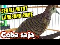 SUARA PERKUTUT JANTAN LOKAL MEMANGGIL BETINA