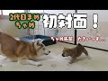 オチが最高！ケージを出ての初の対面 柴犬まめとちゃめ