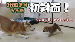 Shiba Inu Ch Mameda Chamesuke Youtube