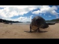 Galapagos Sea Lion in 360°