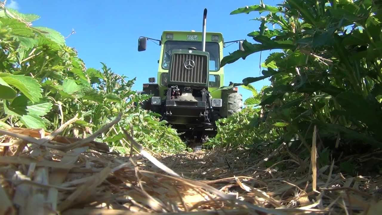 LU Öxle - Stroh einstreuen im Erdbeerfeld