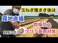 玉ねぎ種まき後の処理・露地直播き編【玉ねぎ栽培】