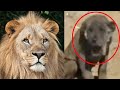 LION / DOG CROSSBREED - real or fake?