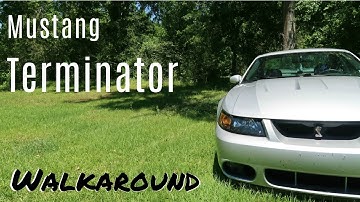 Mustang Cobra Terminator Walkaround
