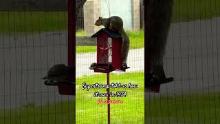 Funny Squirrel 🐿️ to the logical Song #supertramp #shorts #squirrel #birds