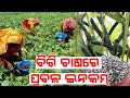 Biri farming low investment heavy profit full details in odia plans marketing explained