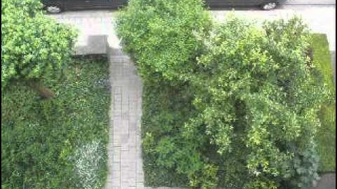 Swifts (bangers). Martinets (prospecteurs). Gierzwaluwen (bangers). Leuven Belgium.