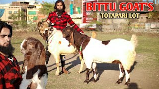 Totapari Goat's Ka Collection Arrived At Bittu Goat's