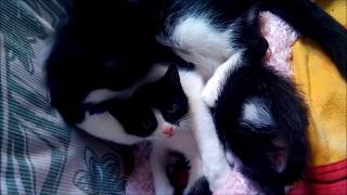 Наша КОШКА Маркиза🐱 моет котенка Марсика🐱 Лучшая МАМА Милое ВИДЕО о котенке 🐱 Cat Funny kittens Наша КОШКА Маркиза🐱 моет котенка Марсика🐱 Лучшая МАМА Милое ВИДЕО о котенке 🐱 Cat Funny kittens