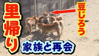 【豆柴】爆笑＆ちょっぴり切ない物語【子犬】