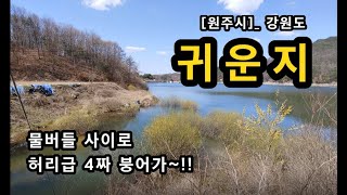 [원주시]_ 귀운지 / 물버들 사이로 허리급, 4짜급 붕어 / 배스터 / 강원도 원주시 귀래면 귀래리