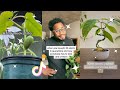 Planttok 🌱 Part 17 🌱  tiktok compilation