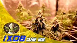 SEXTA SEMANA DE FLORACIÓN FANCY RKIEM SEEDS Y FERTILIZANTES APTUS PLANT TECH