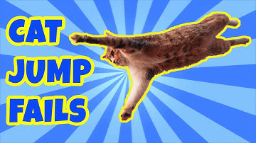 Funny Cats Jump Fail Compilation on Instagram