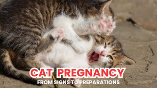 Cat Pregnancy From Signs to Preparations | Cat Pregnancy Tips | Feline Pregnancy
