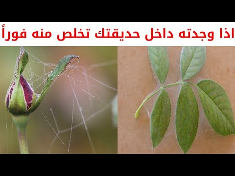 فيديو: سوس العنكبوت على النباتات الداخلية: كيف يبدو ، الصور ، كيف نحارب؟