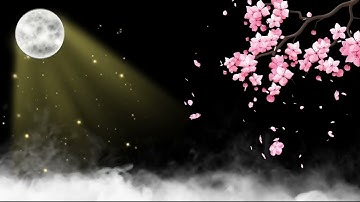 flowers black screen 4k background template video effect