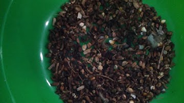 ISORT - Peanut Sorting (Color Sorter, Korea Sortex)