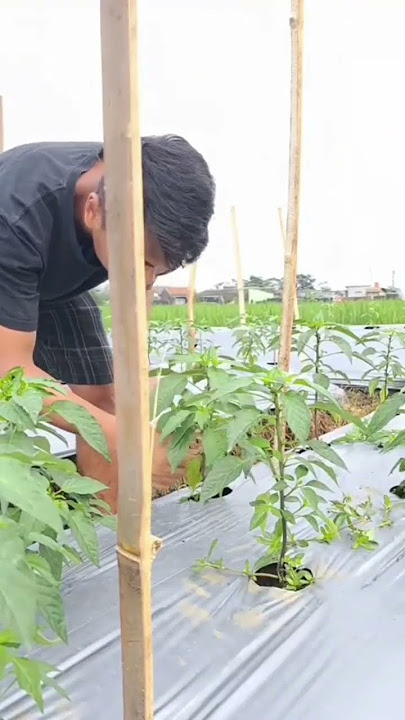 cabe  rawit wajib  di rempel tunas  air nya ala  petani muda