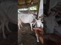 INJECT ANTIBIOTIK PADA SAPI #animals #cow #shorts