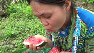 Forest people get food from ethnic girl - Girl picking watermelon grows naturally in the forest