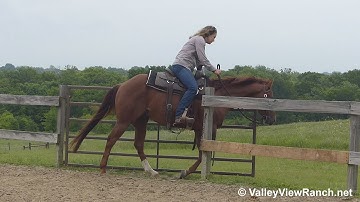 Coyote Peak Creek - adorable jog, lope, stops, turns, work gate! - ValleyViewRanch.net