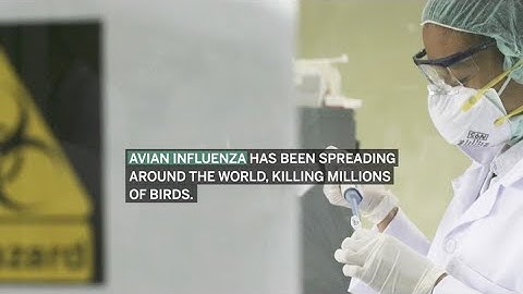 Avian influenza: 5 things to know about 