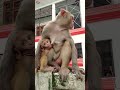 Bandari Ka Baccha Short Video Viral 