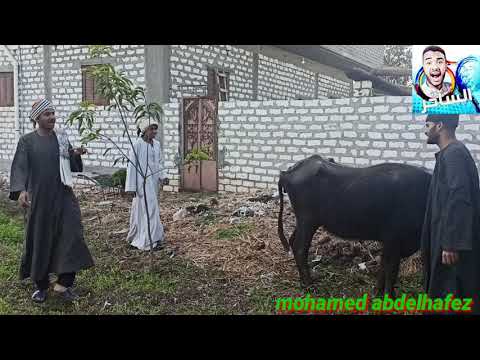 الجاموسة مهيجه ومقطعه المرابط انا طيب اسيبك دلوقتى شكلك مجنونه