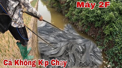 Kích Cá Kích Máy 2F Cá Rô Phi Hút Trắng Vợt Không Kịp Chạy