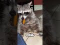 Енот в доме — катастрофа или новый друг? #знания #животные #хочуфакты