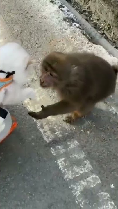 Monyet mau pegang kucing