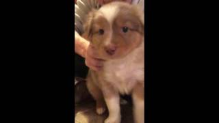 Newborn Australian Shepherd Puppies - CUTENESS OVERLOAD by Gear Gambit 79 views 7 years ago 2 minutes, 43 seconds