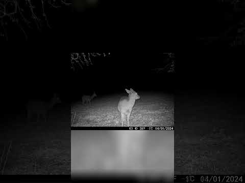 Jaw-Dropping: Nighttime Deer