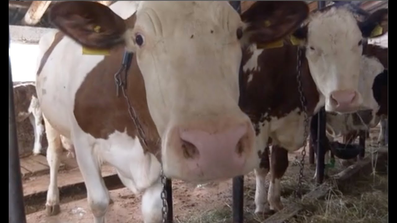 KRAVE DAJU I PO 40 LITARA MLIJEKA - FARMA SIMENTALKI IZ NIKSIĆA