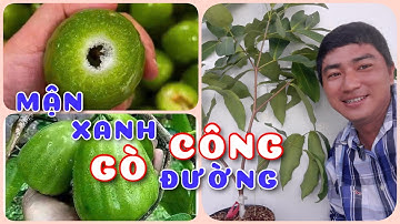 Cây mận xanh đường Gò Công | 0386569374 - Ngọc Ngân Bến Tre | Chuyên cây độc lạ