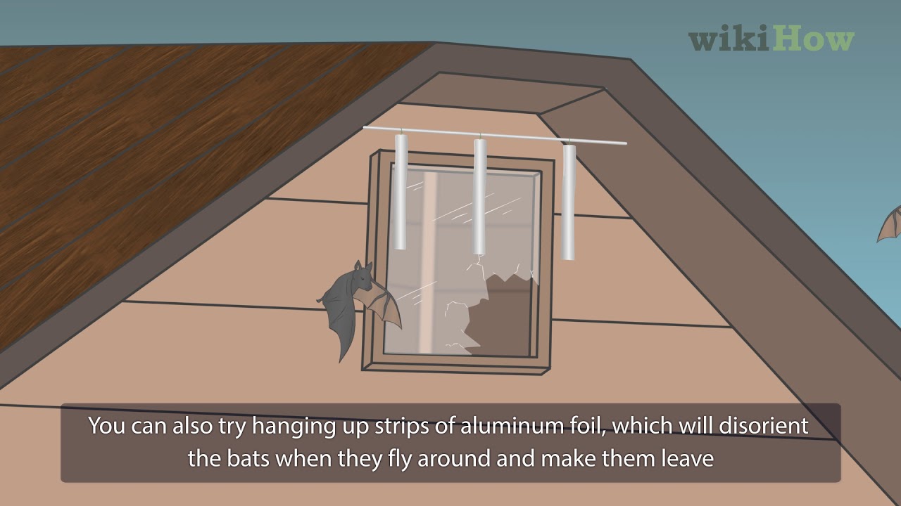 How to Get Rid of Bats: 11 Effective Tips