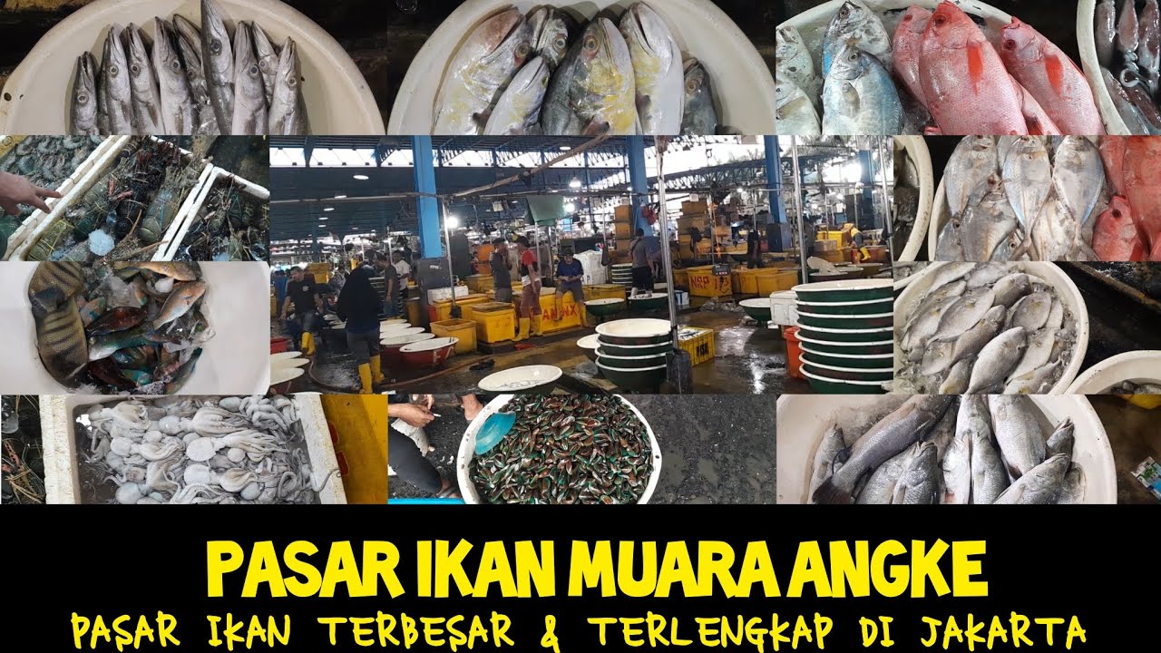 UPDATE HARGA IKAN DI PASAR MUARA ANGKE || PASAR IKAN TERBESAR & TERLENGKAP DI JAKARTA