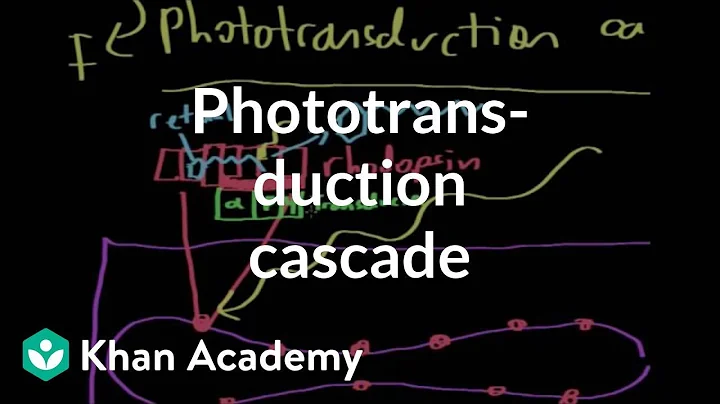 The phototransductio...  cascade | Processing the ...