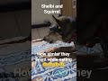 Shelbi and Squirrel 😍  #food #animallife #pets #animallovers #cute #eatingfood #similar
