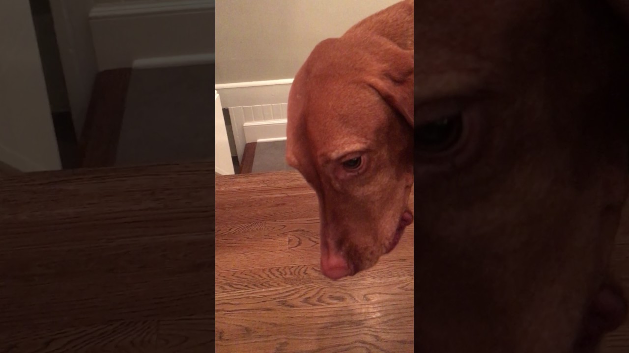 puppy paradise Dog Ruins Egg Drop Project