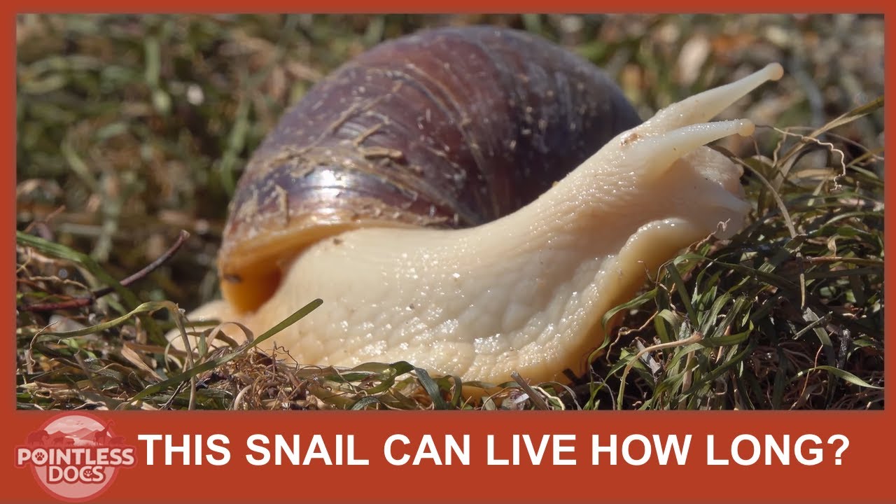 This Snail Can Live How Long? Unbelievable! YouTube