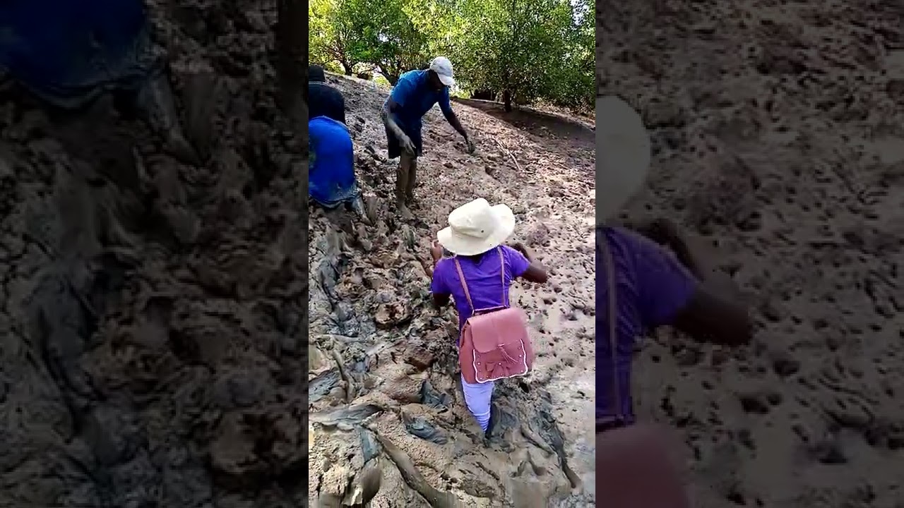 Woman gets stuck in the mud on a mission to aid mangrove reforestation ...