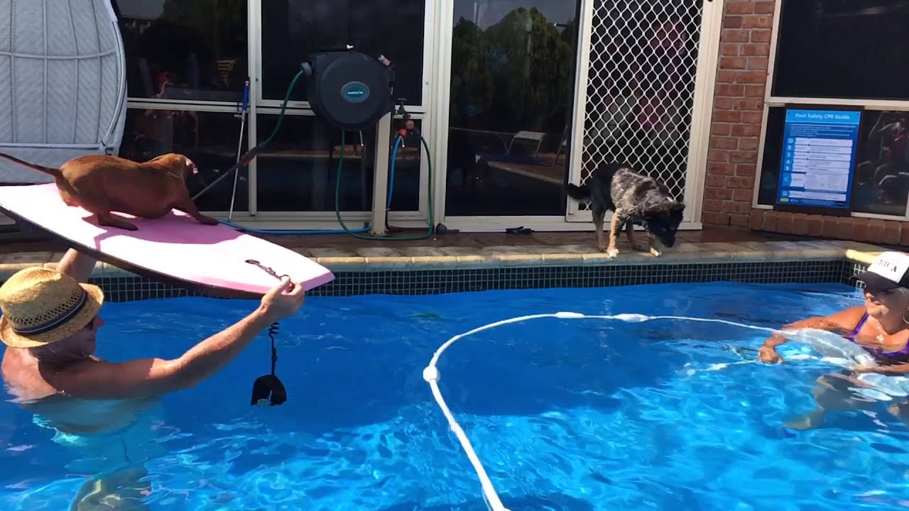 Fail jump sausage dog YouTube