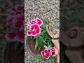 Dianthus plant