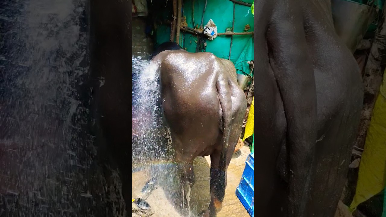 buffalo bathing |murra bhesh 