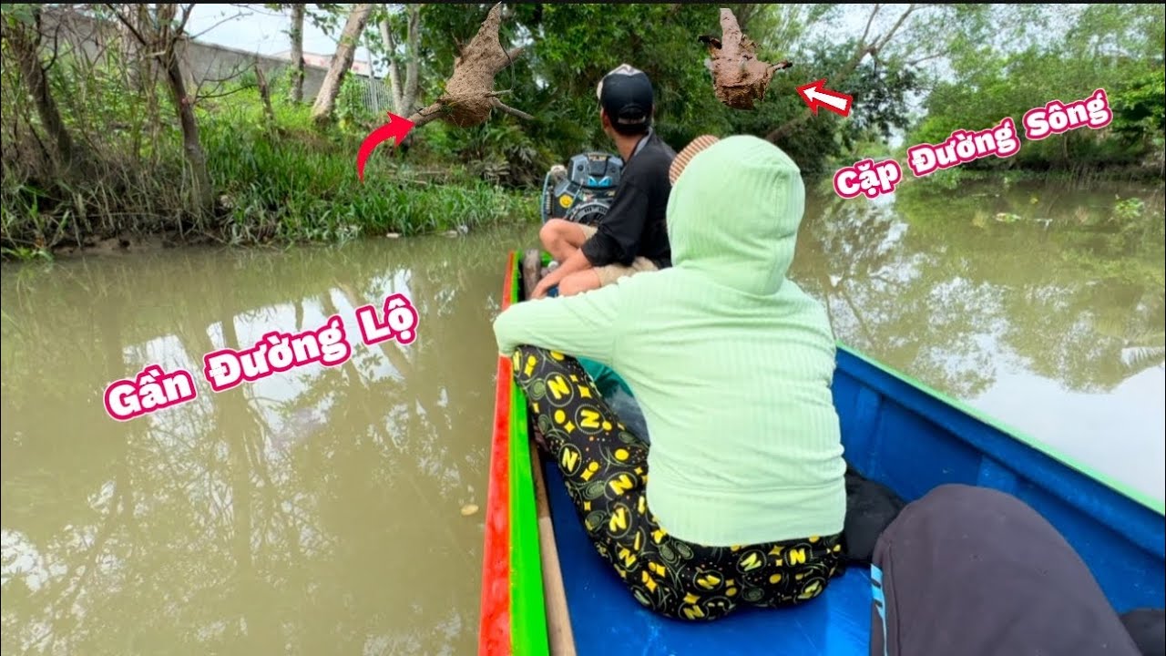 Bắt Ong Vò Vẽ Khủng Đống CẶP ĐƯỜNG LỘ Gần Đường Sông. Catching Hornet Nest and Cooking Crisis