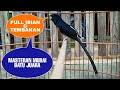 MASTERAN DAN PANCINGAN BURUNG MURAI BATU GACOR