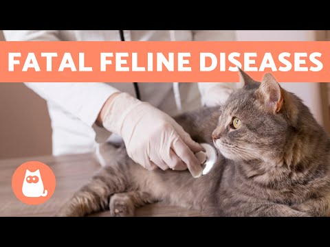 The 7 DEADLIEST DISEASES in CATS 🐱⚠️ (Feline Diseases That KILL)